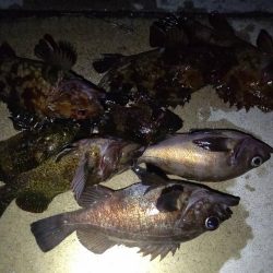 メバル　渋いですね