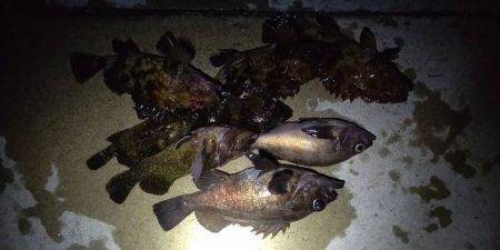 メバル　渋いですね