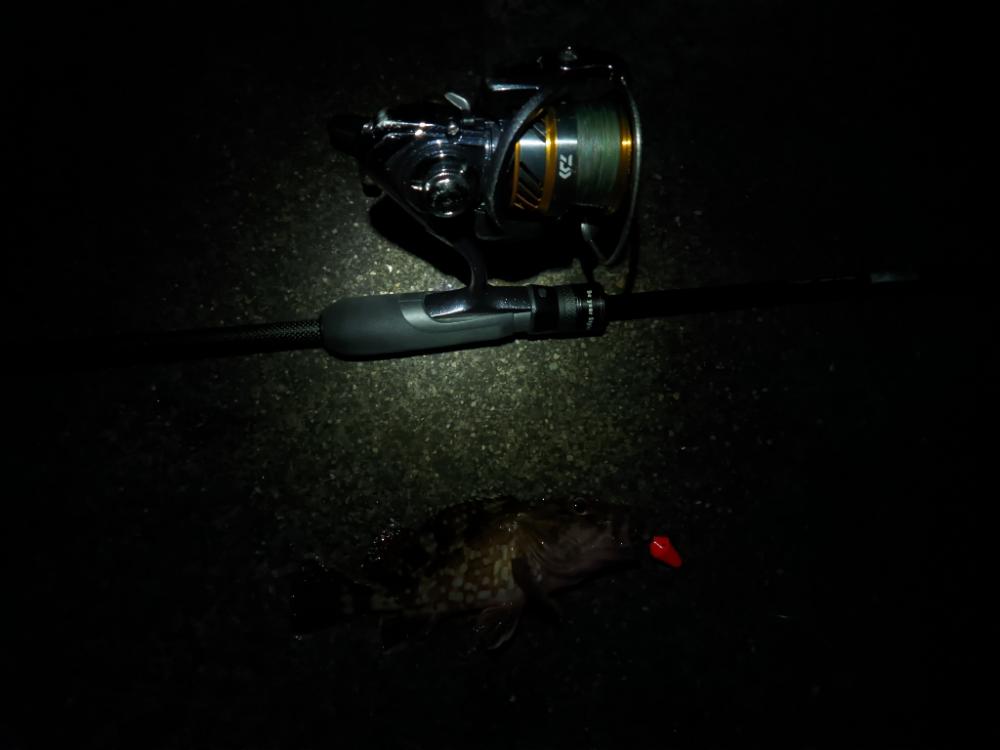 コウイカ始まった気がする