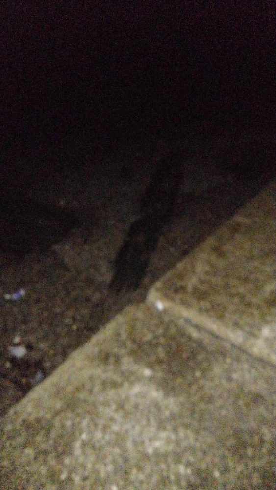 春告魚を求めて