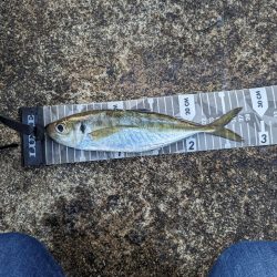 陸っぱり釣行記