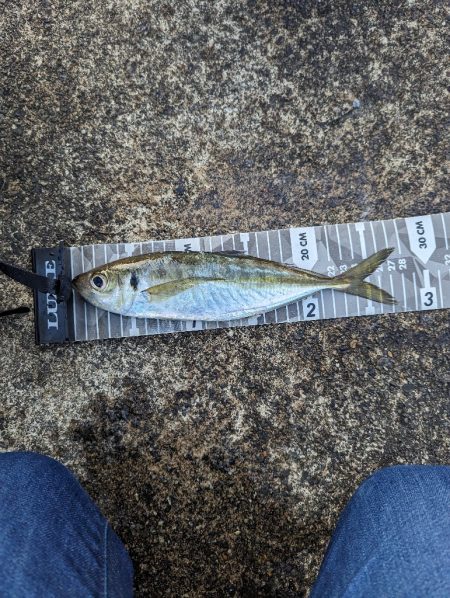 陸っぱり釣行記