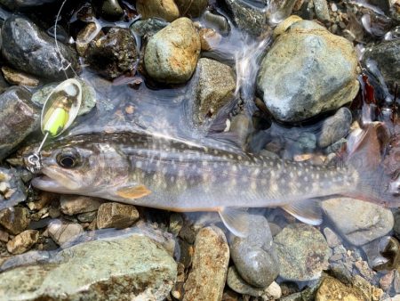 渓流解禁‼︎