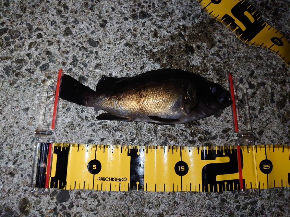 バチ抜けシーバス狙いからのメバリング