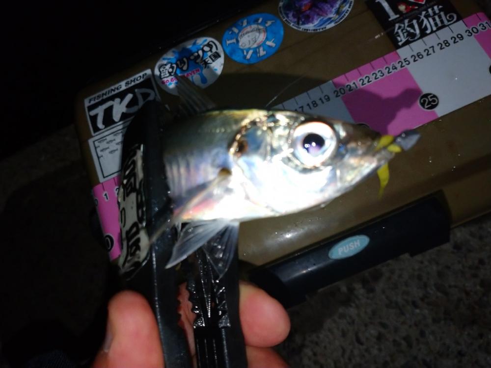 クニャーンで爆釣