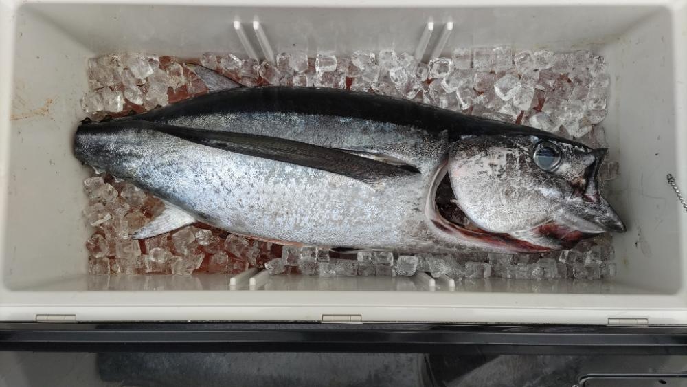 10kgオーバーのトンボ