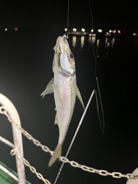 大在でアジング