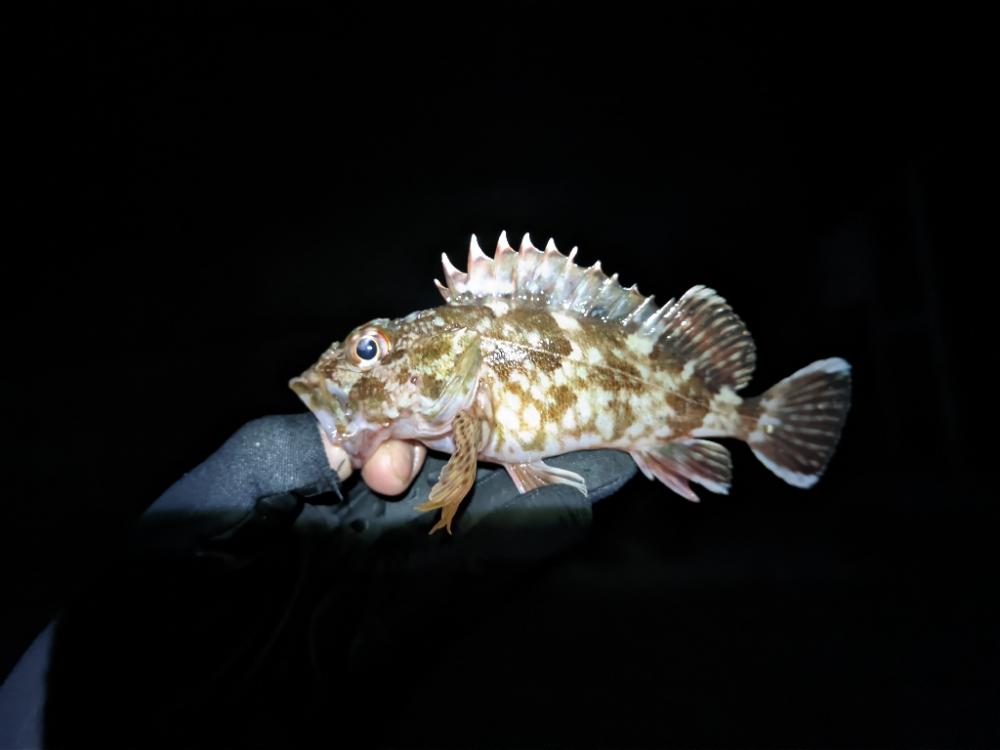 ライトゲームはやはり夏前まで無理なのか