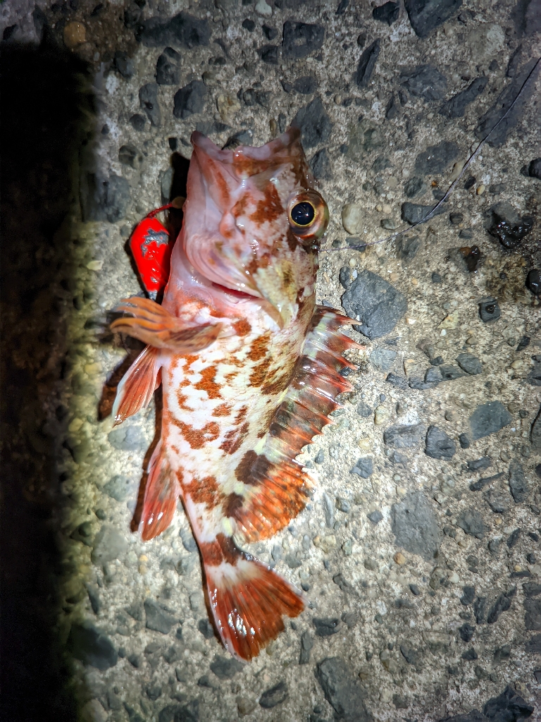 網代新港は楽しい