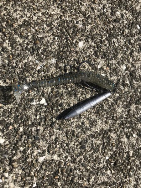 春のチニング調査