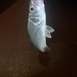 唐津松浦川でルアー釣り