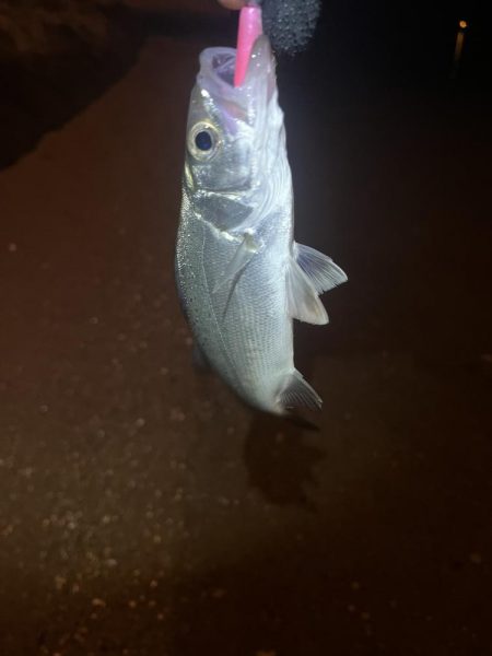 唐津松浦川でルアー釣り