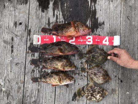 筏釣り(チヌ、コフダイ、五目