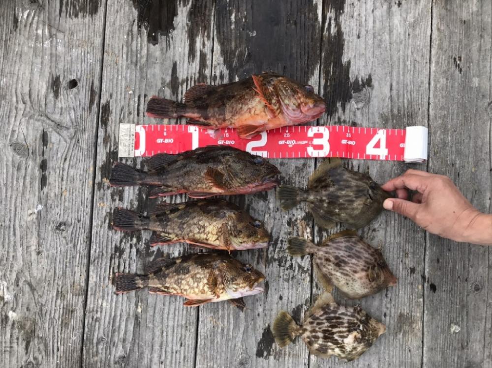 筏釣り(チヌ、コフダイ、五目