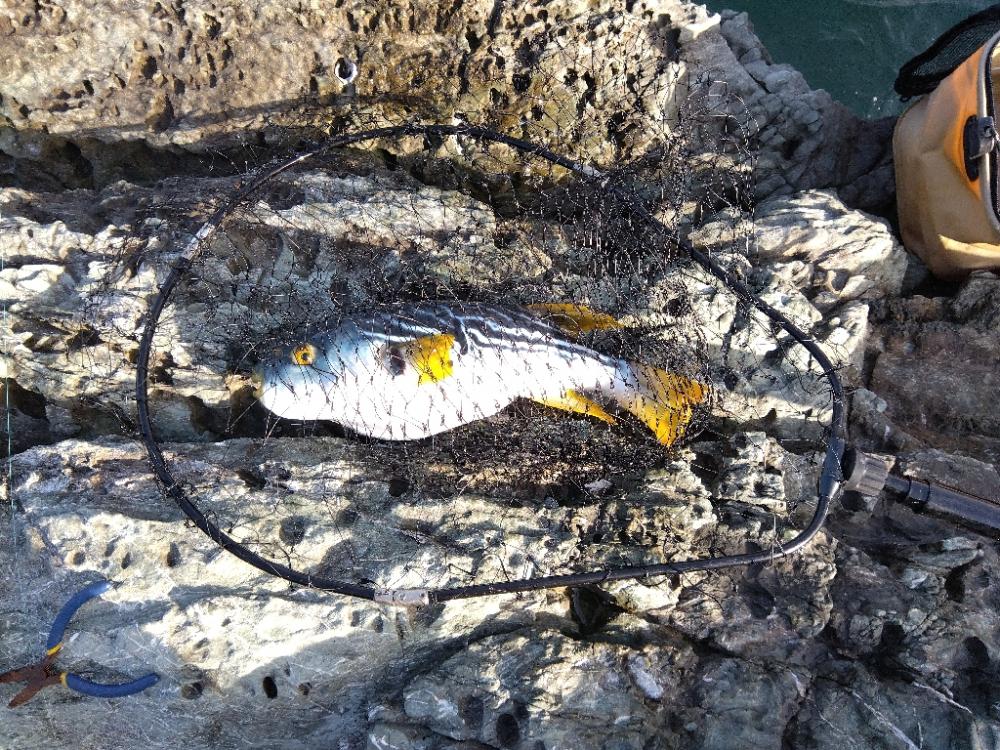 小ぶりな初サゴシ!!