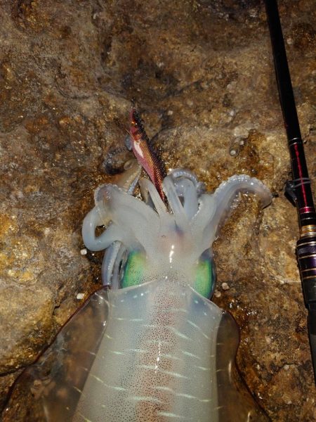 凪エギングIN対馬