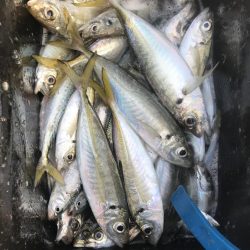 朝マズメにアジ爆釣