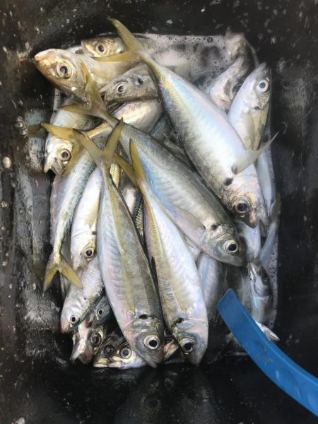 朝マズメにアジ爆釣