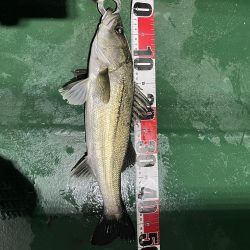 大分大在でセイゴ祭り