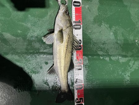 大分大在でセイゴ祭り