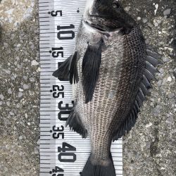 年無し4枚❗️（イチノ兄弟）