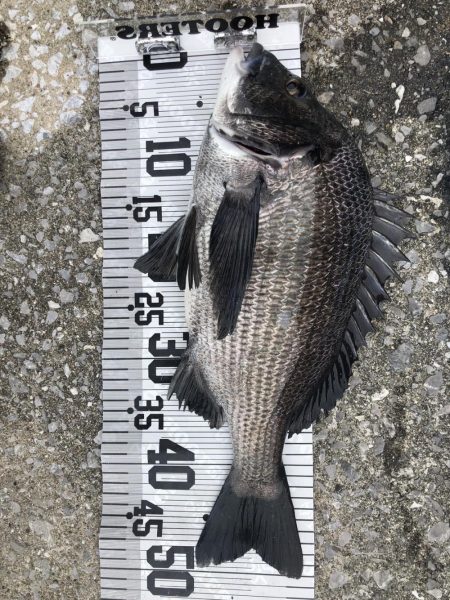 年無し4枚❗️（イチノ兄弟）