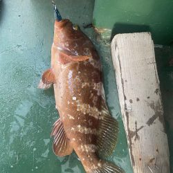 アコウいたよ。