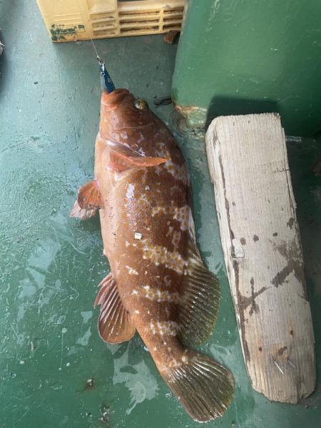 アコウいたよ。