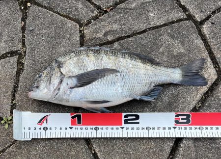 貴方でしたか…