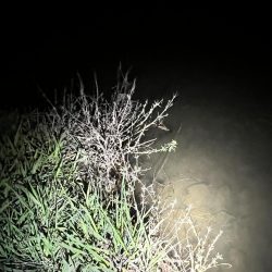 2023年の初ナマズさん