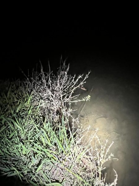 2023年の初ナマズさん