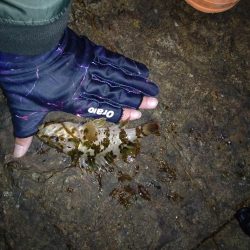 メバル調査なのに‥