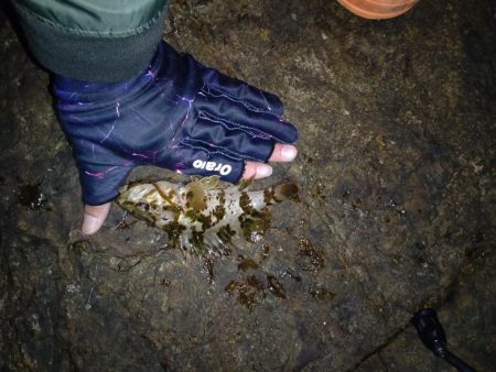 メバル調査なのに‥