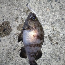 鬼爪がグッジョブでした