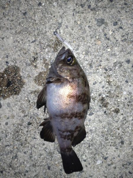 鬼爪がグッジョブでした