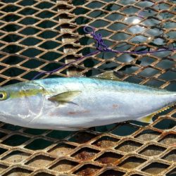 アジ沸きまくりでメジロ