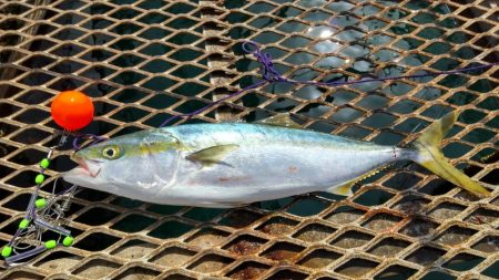 アジ沸きまくりでメジロ