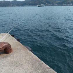 今週もヤリイカ