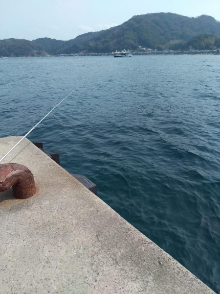 今週もヤリイカ