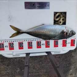 デカ鯵爆釣果！記録更新！