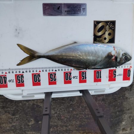 デカ鯵爆釣果！記録更新！