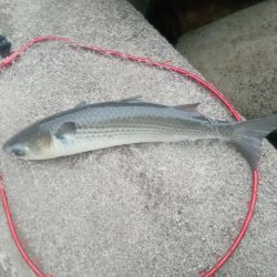 プチsalt water game