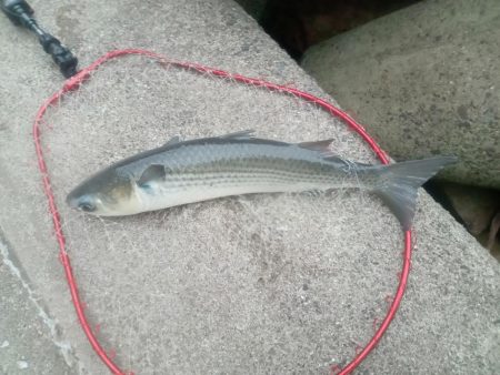 プチsalt water game