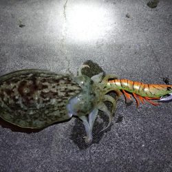 コウイカヤリイカ