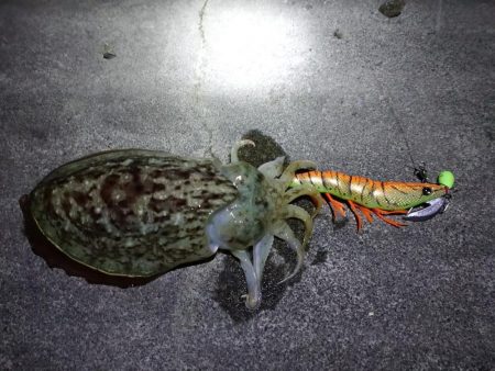 コウイカヤリイカ