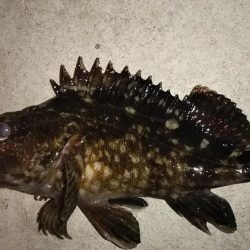 久し振りに遊んでもらいました!