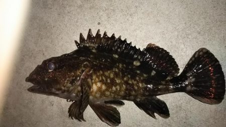 久し振りに遊んでもらいました！