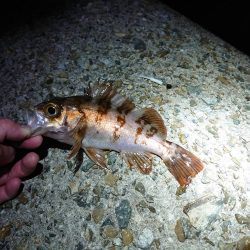 メバリング好調!