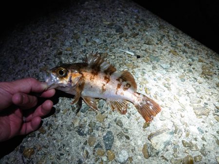 メバリング好調!