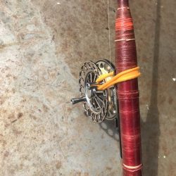 ヘチ釣り調査でキビレGET